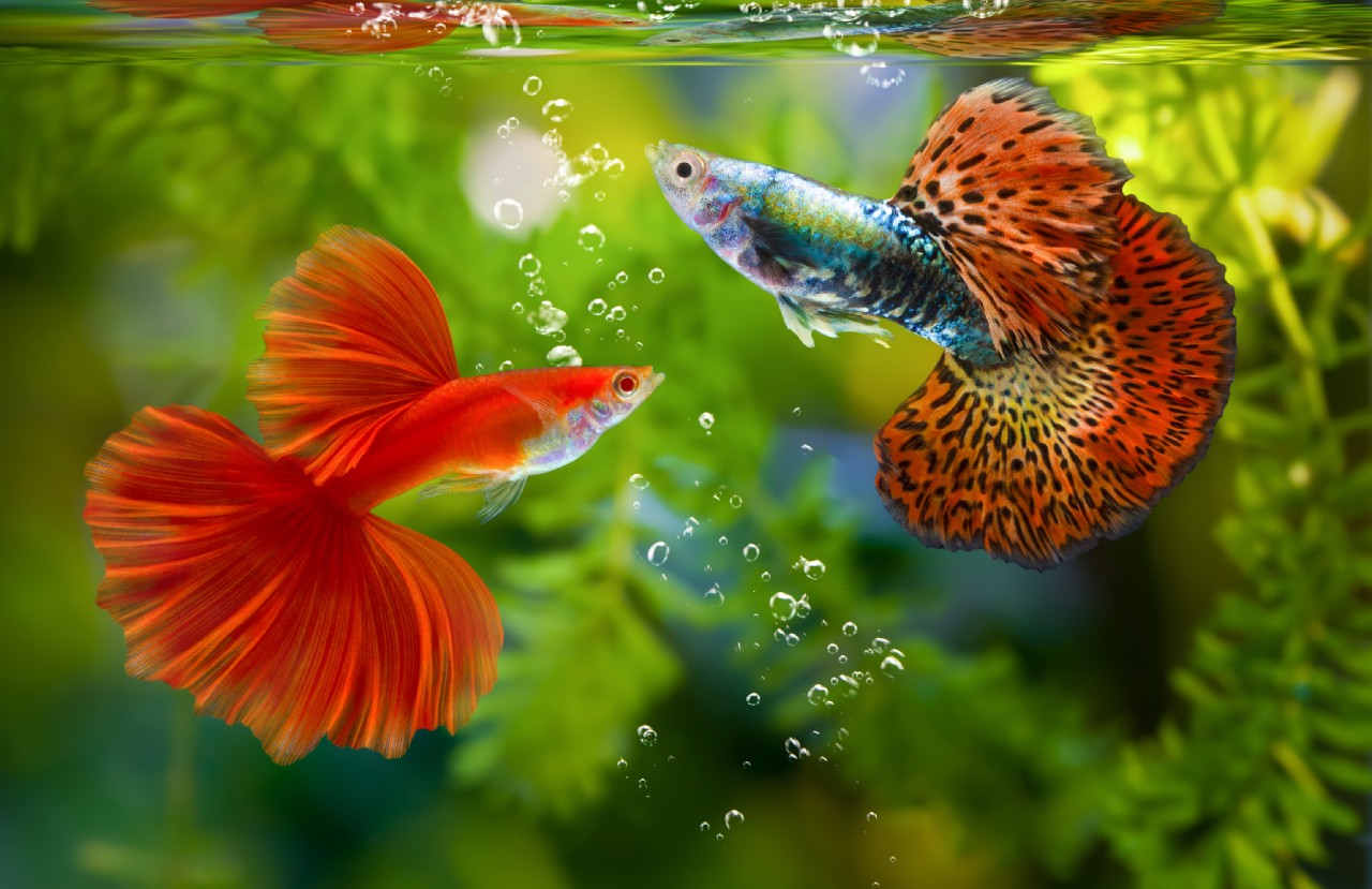 Attach the XL Aerator to a Fluval FX for quiet oxygenation and increase dissolved oxygen