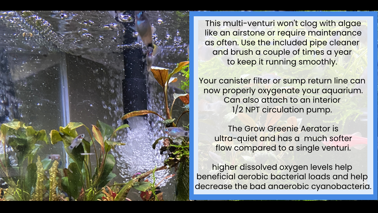 multi-venturi nozzle for aquariums, quiet aquarium oxygen, aquarium oxygen diffuser, quiet air for aquarium, best air bubbler for fish tank, best aquarium bubblers, air stone bubbler, air stone for aquarium, microbubble air stone, properly aerate your aquarium, how to aerate fish tank, Fish tank setup with no air pumps or air stones