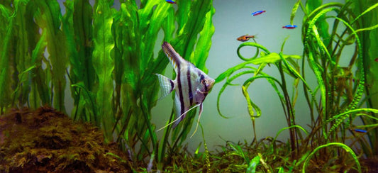 What Most Aquarium Setups Get Wrong About Aeration (Air & CO₂ Guide)