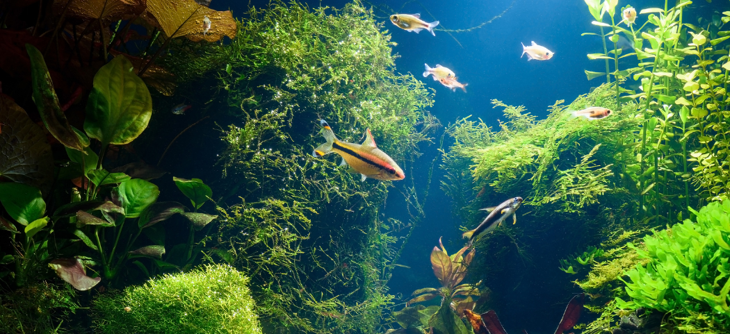 Beautiful healthy aquarium tank with plants