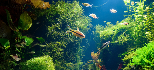 Beautiful healthy aquarium tank with plants