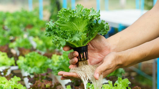 Hydroponic Root Health 