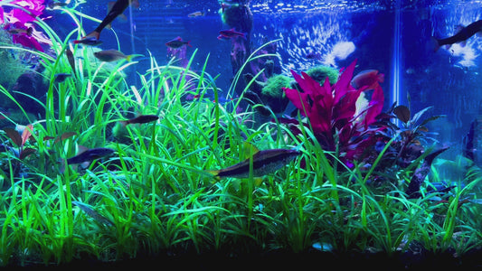 जलवाहक | एक्वैरियम + एक्वास्केप्स 