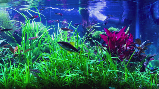 जलवाहक एक्सएल | फ़्लुवल एफएक्स कनस्तर फ़िल्टर + कोई तालाब